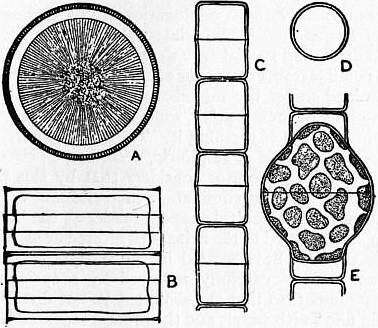 Image of Melosirales