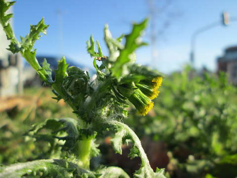 Image of groundsel