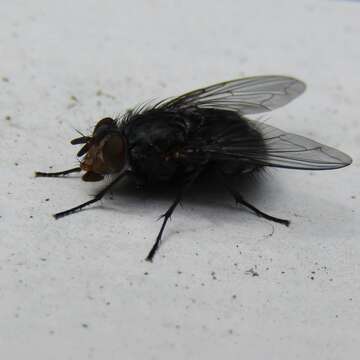 Image of Blue blowfly