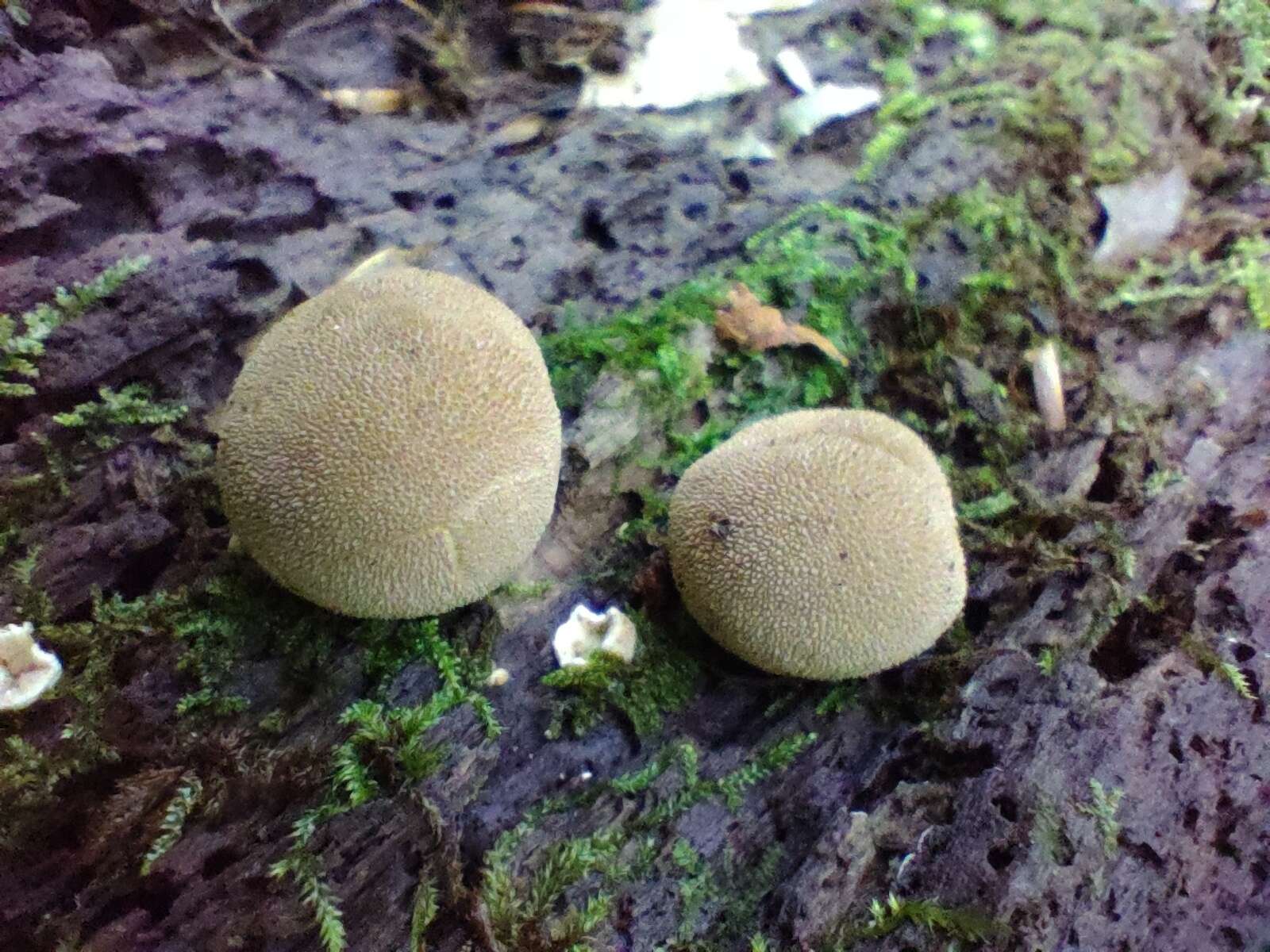 Imagem de Lycoperdon subincarnatum Peck 1872