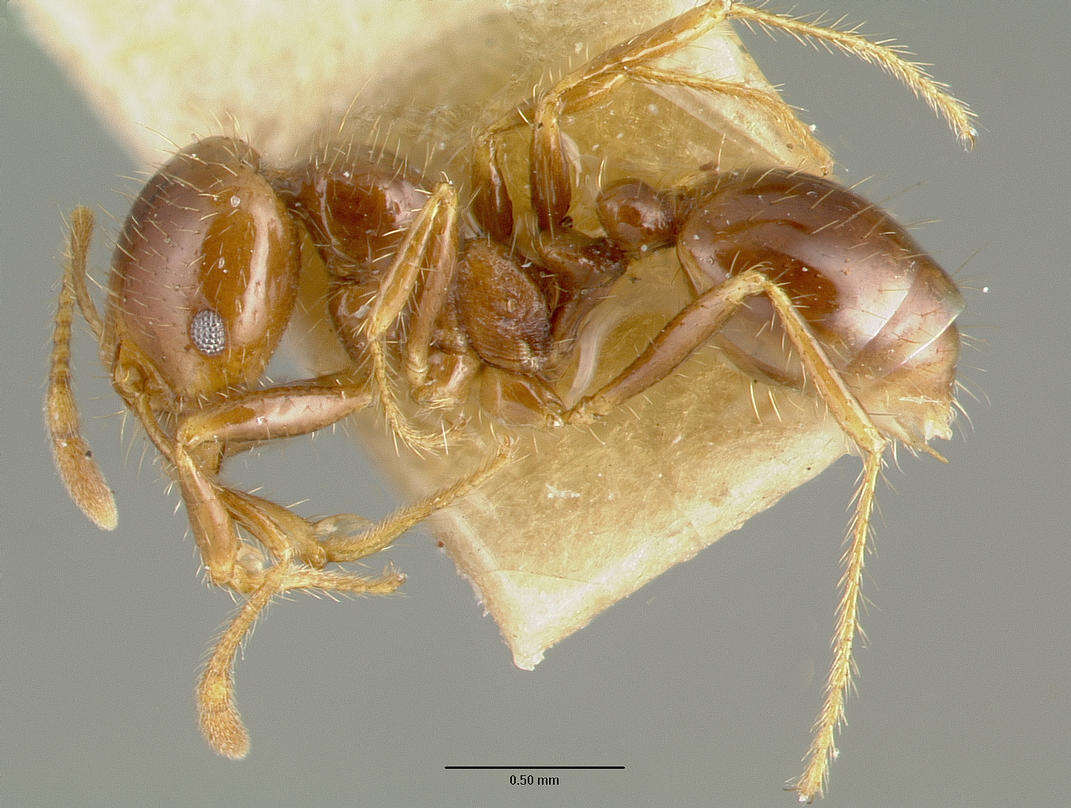 Solenopsis geminata (Fabricius 1804) resmi