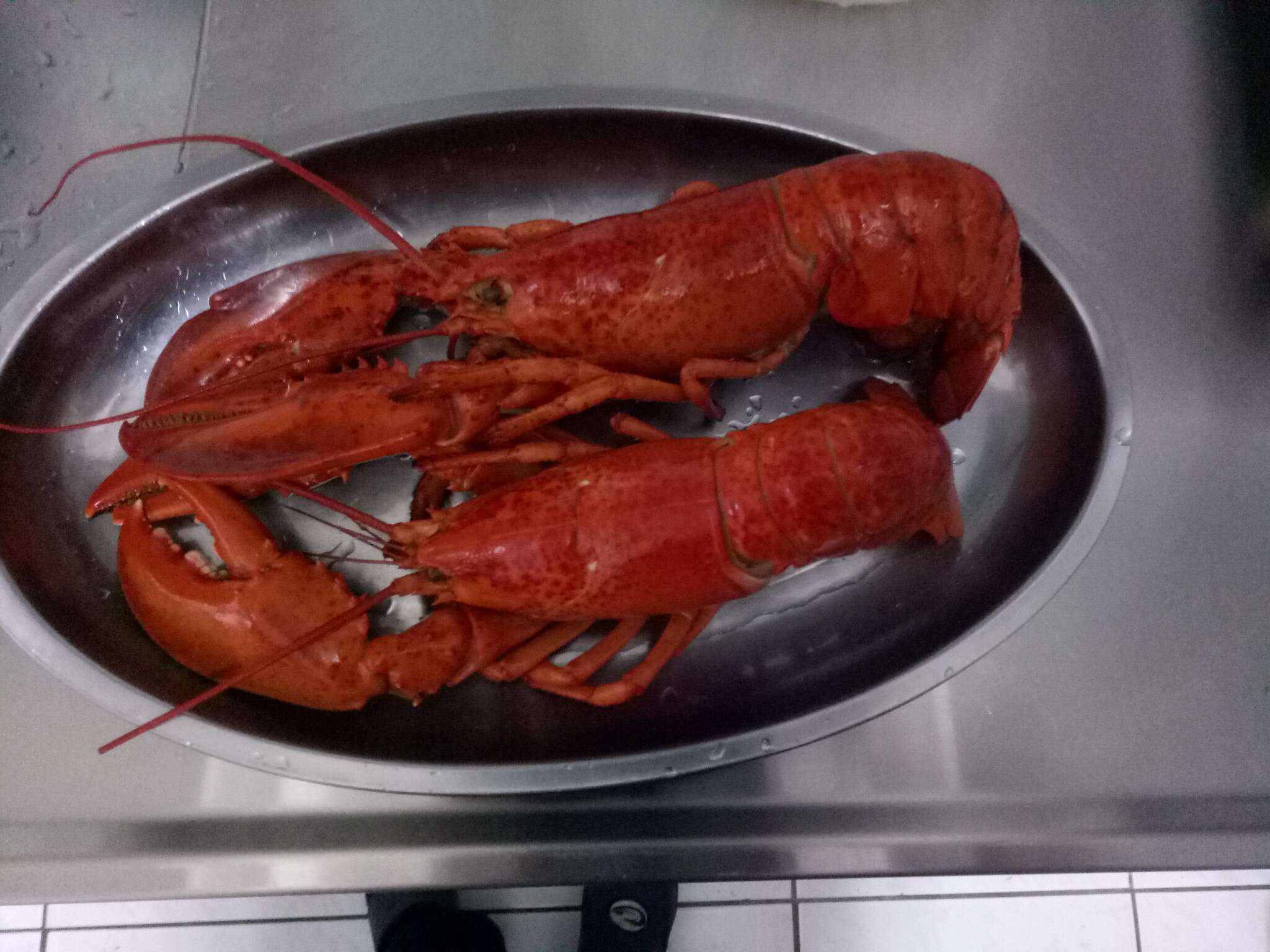 Image of lobster