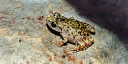 Image of Rainfrogs