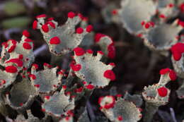 Image of Cladonia coccifera