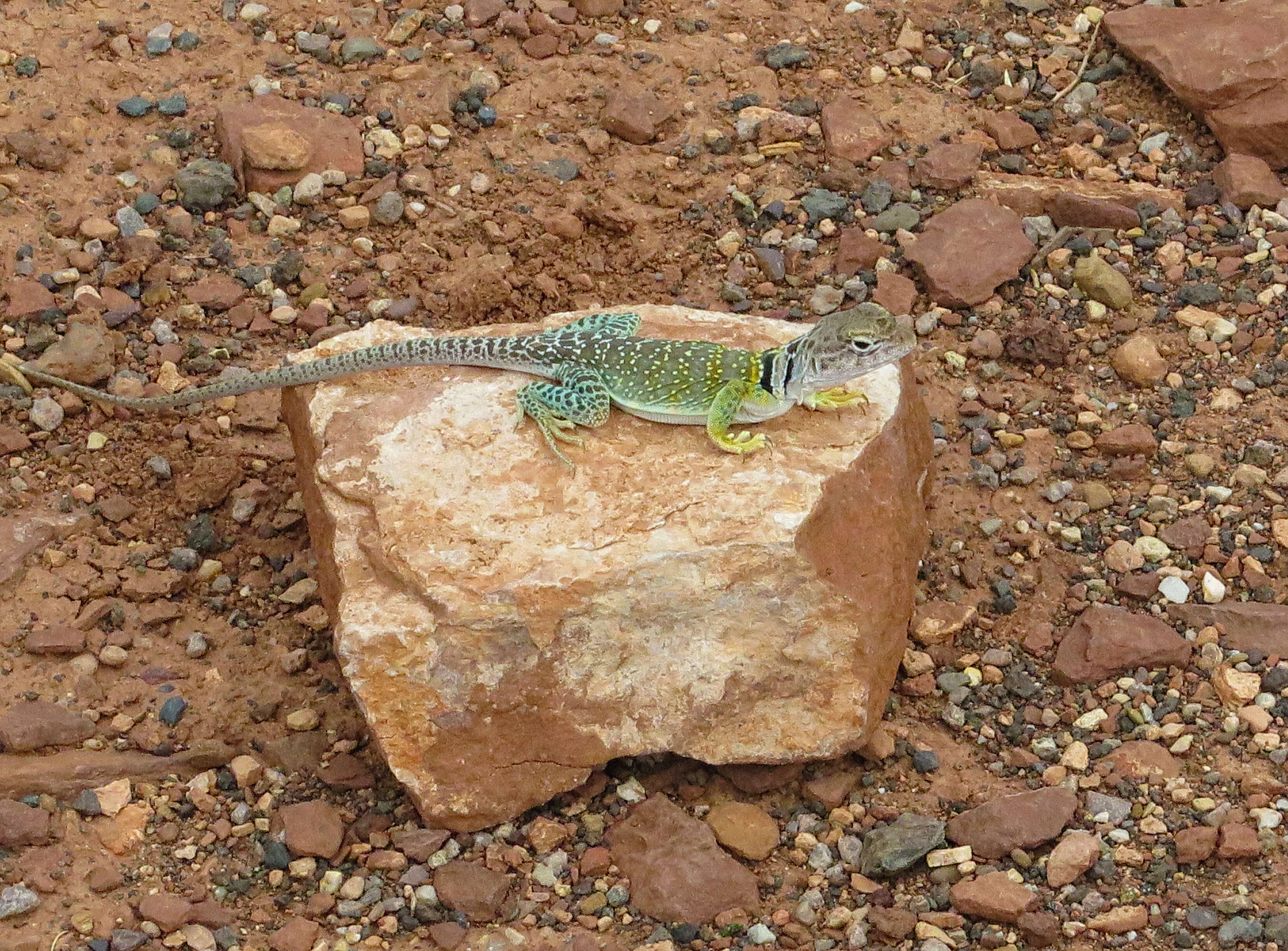 Image of Eastern Collared Lizard