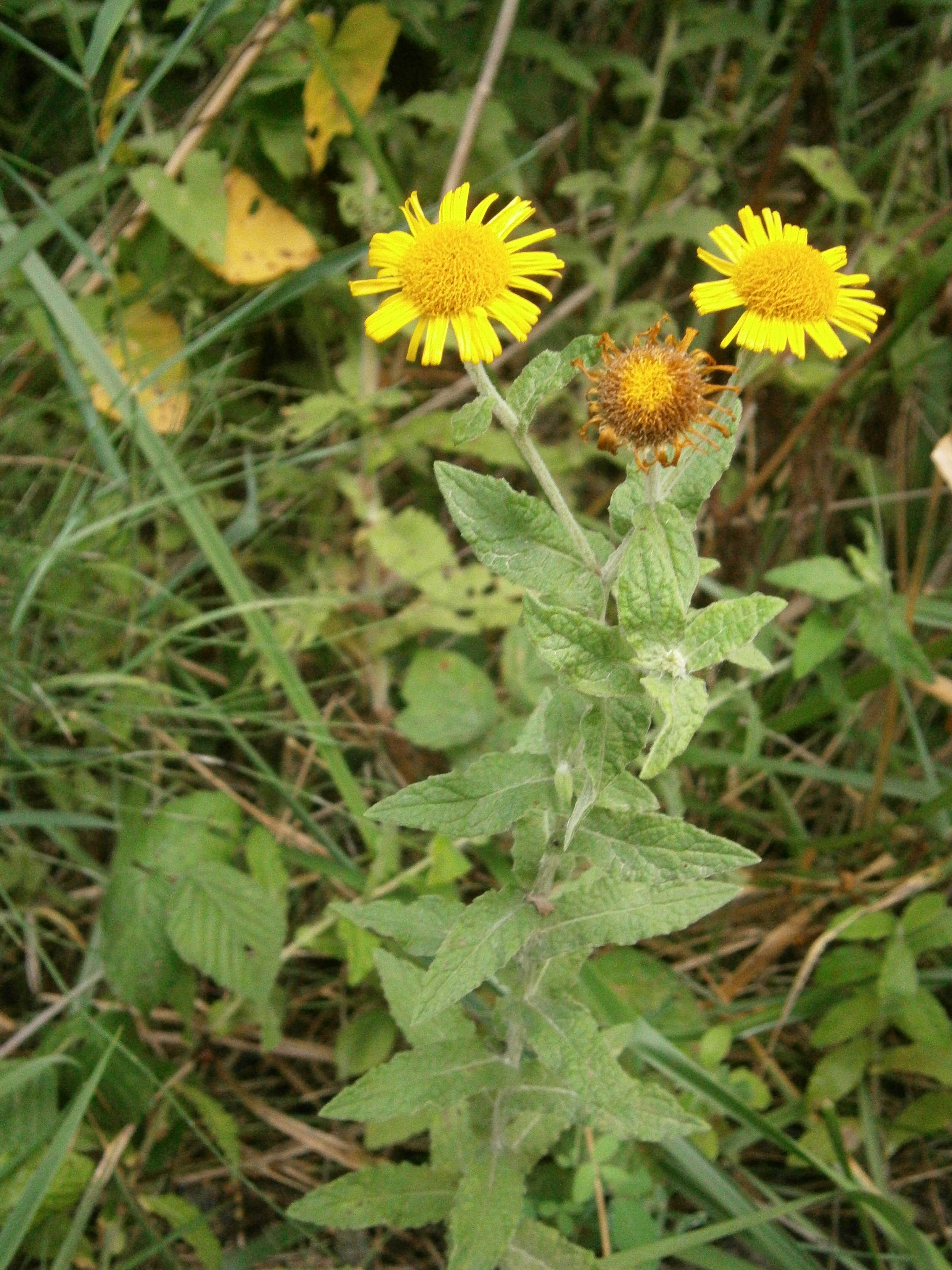 Image of common fleabane