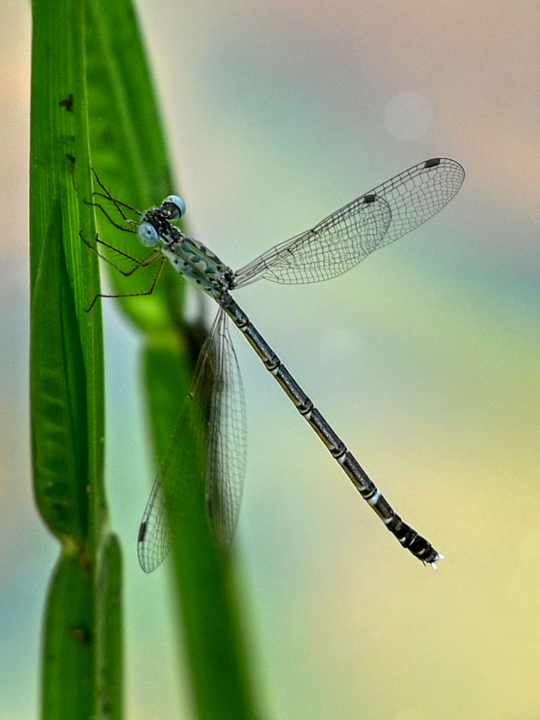 Слика од Lestes praemorsus Hagen ex Selys 1862