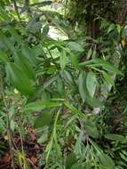 Image of Pothos scandens L.