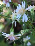 Image of calico aster