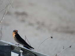 Imagem de Hirundo neoxena Gould 1842