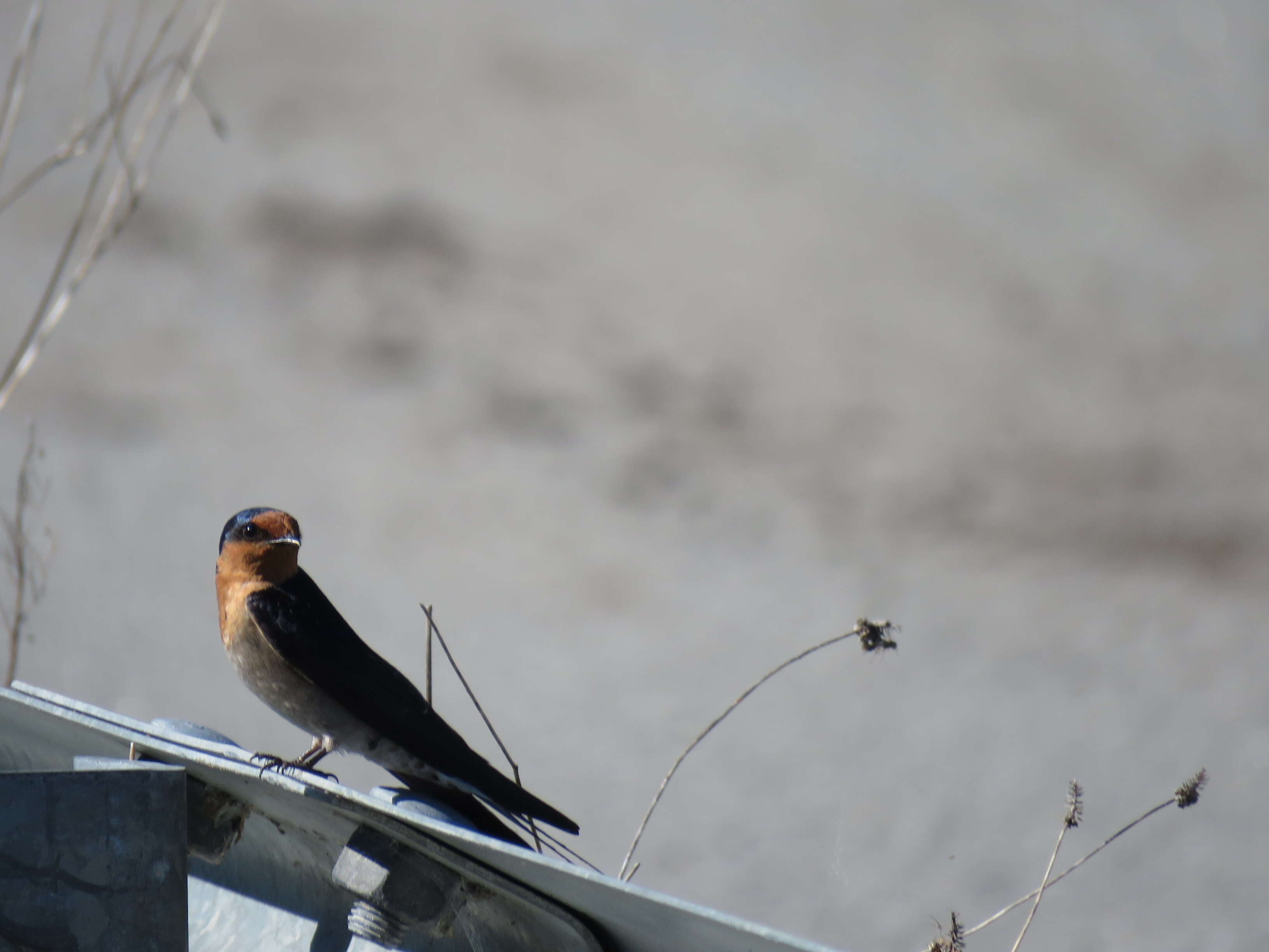 Imagem de Hirundo neoxena Gould 1842