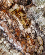 Imagem de Camponotus ligniperda