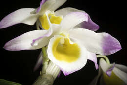 Dendrobium gratiosissimum Rchb. fil. resmi