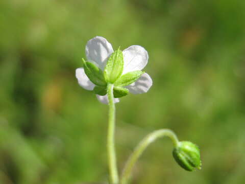 Image of Solander's geranium