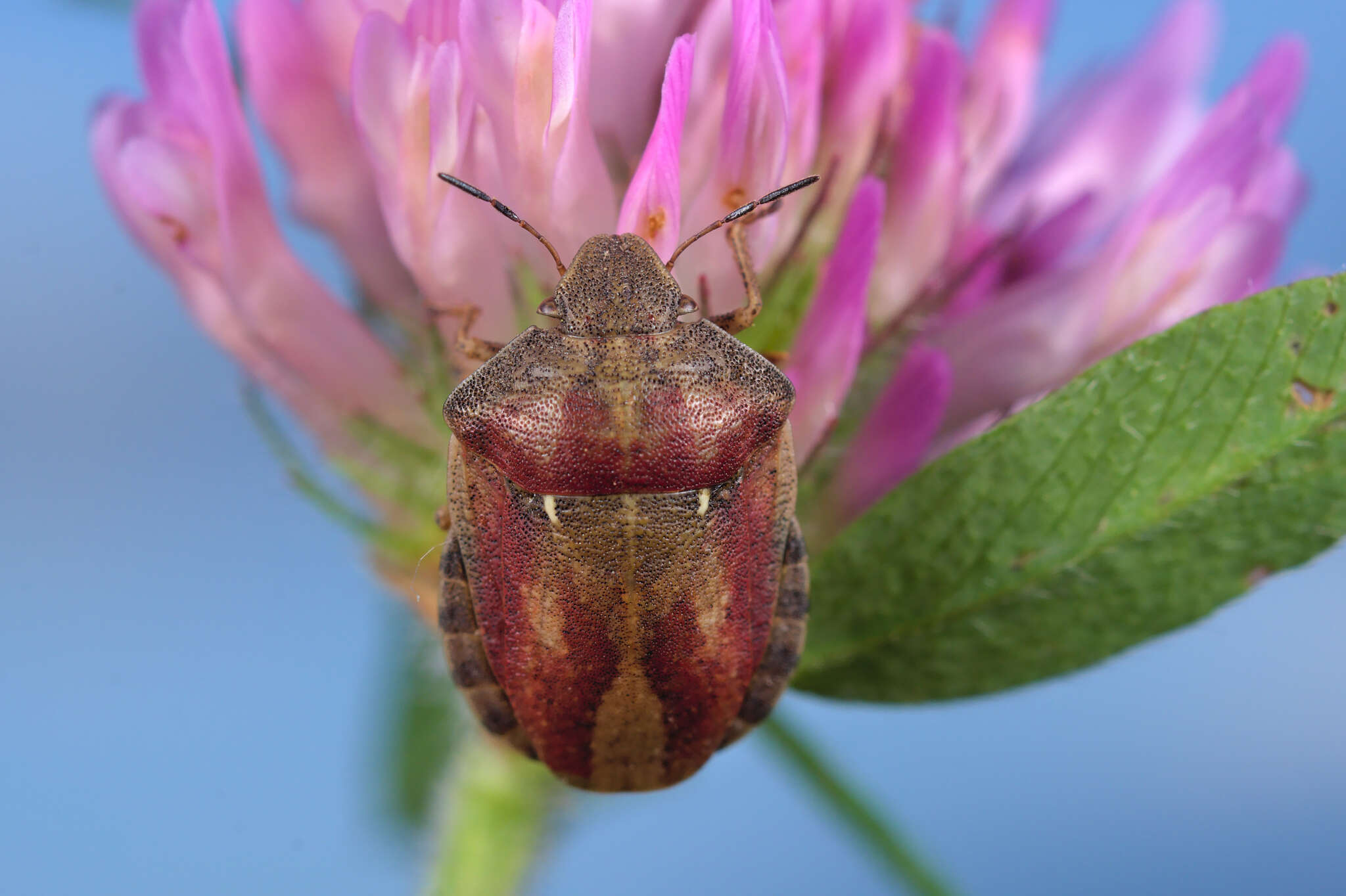 Image of Eurygaster testudinaria