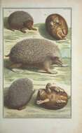 Image of gymnures and hedgehogs