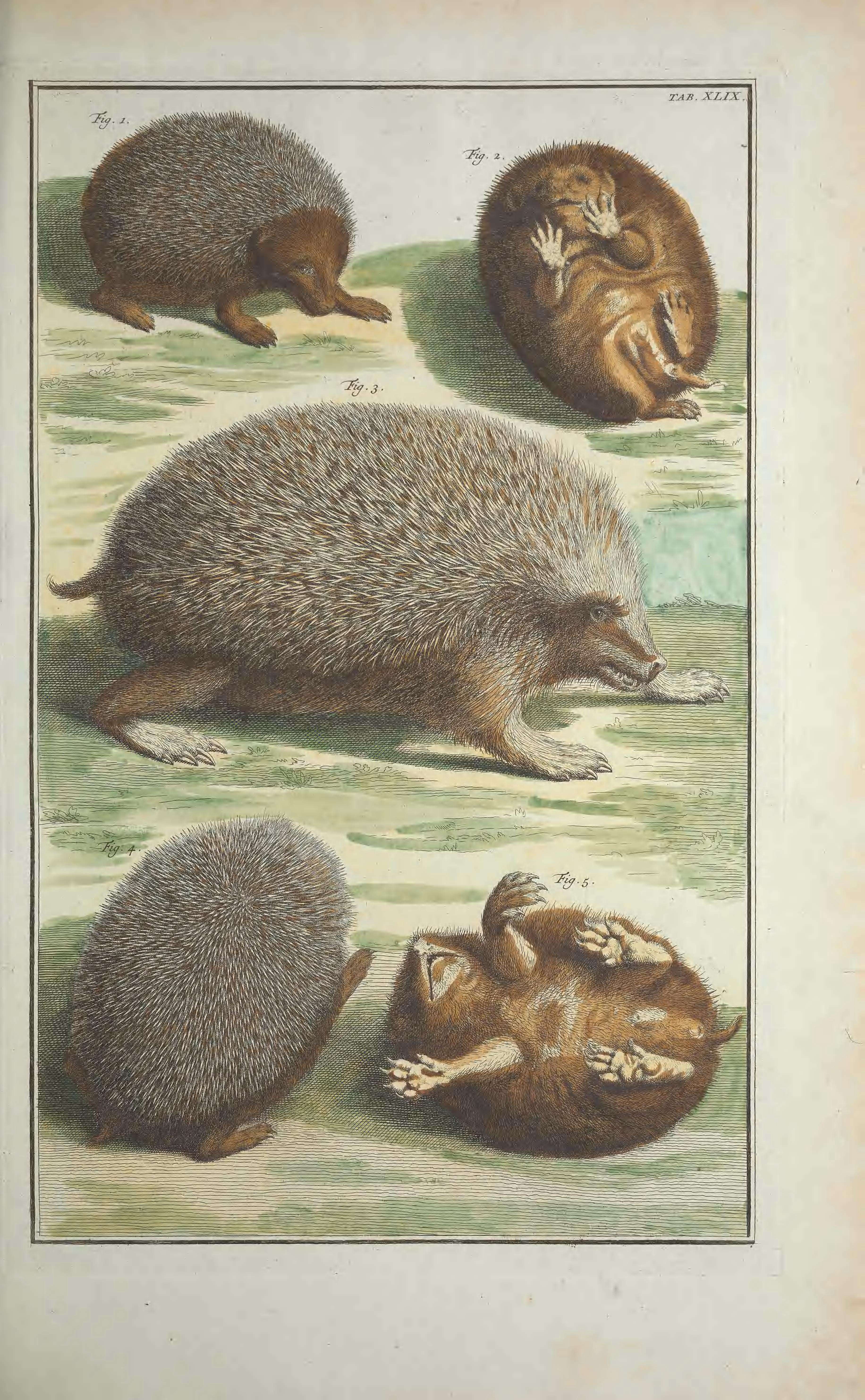 Image of gymnures and hedgehogs