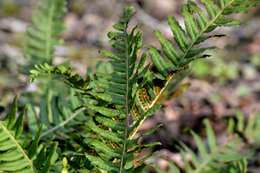 Image of common polypody