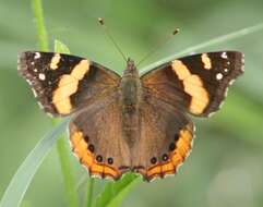 Image of Vanessa abyssinica
