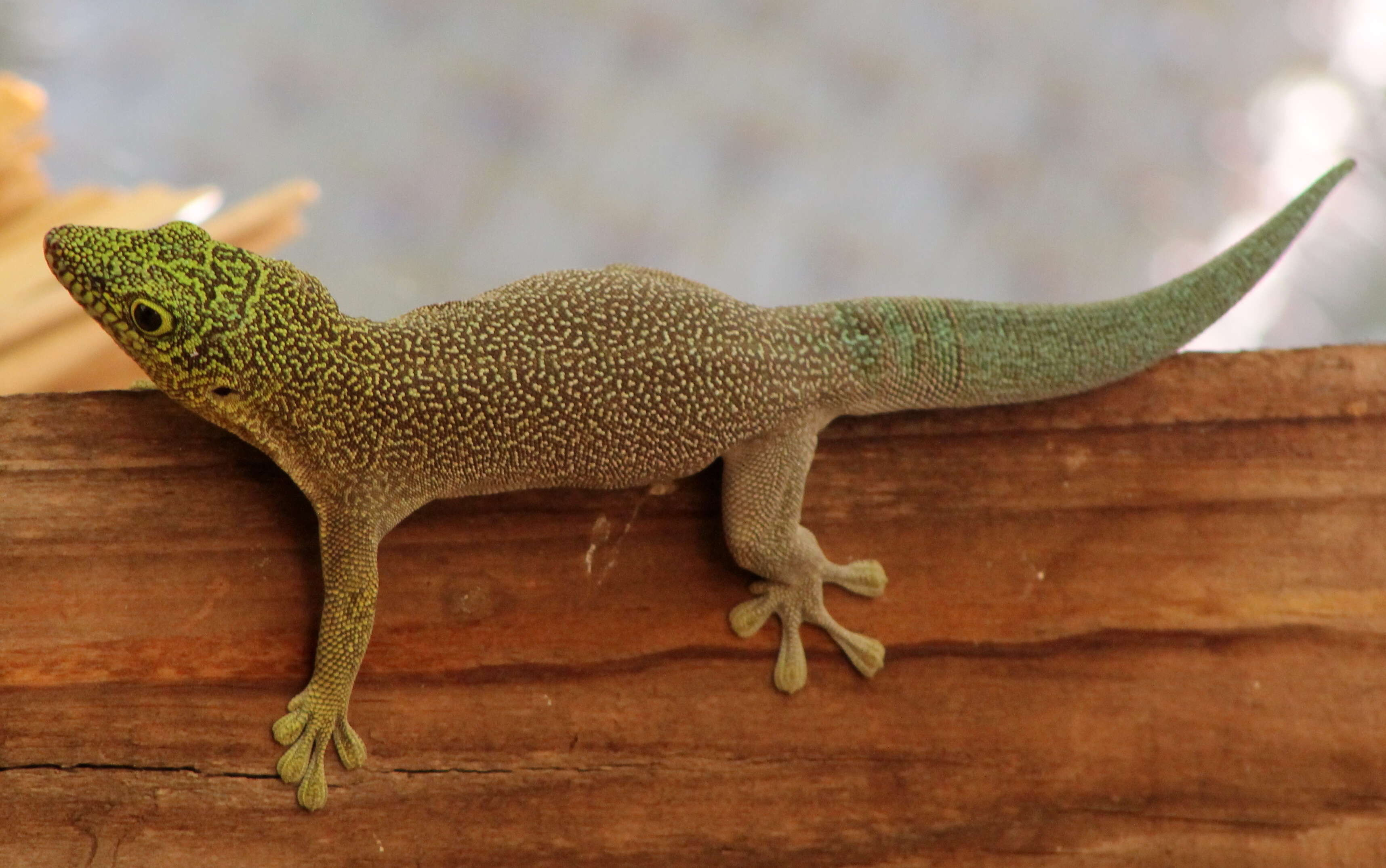 Image of Standing's Day Gecko