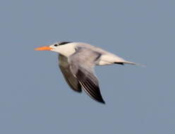 Image of Royal Tern