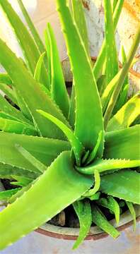 Image of Aloe vera