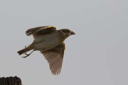 Image of Grasshopper Sparrow