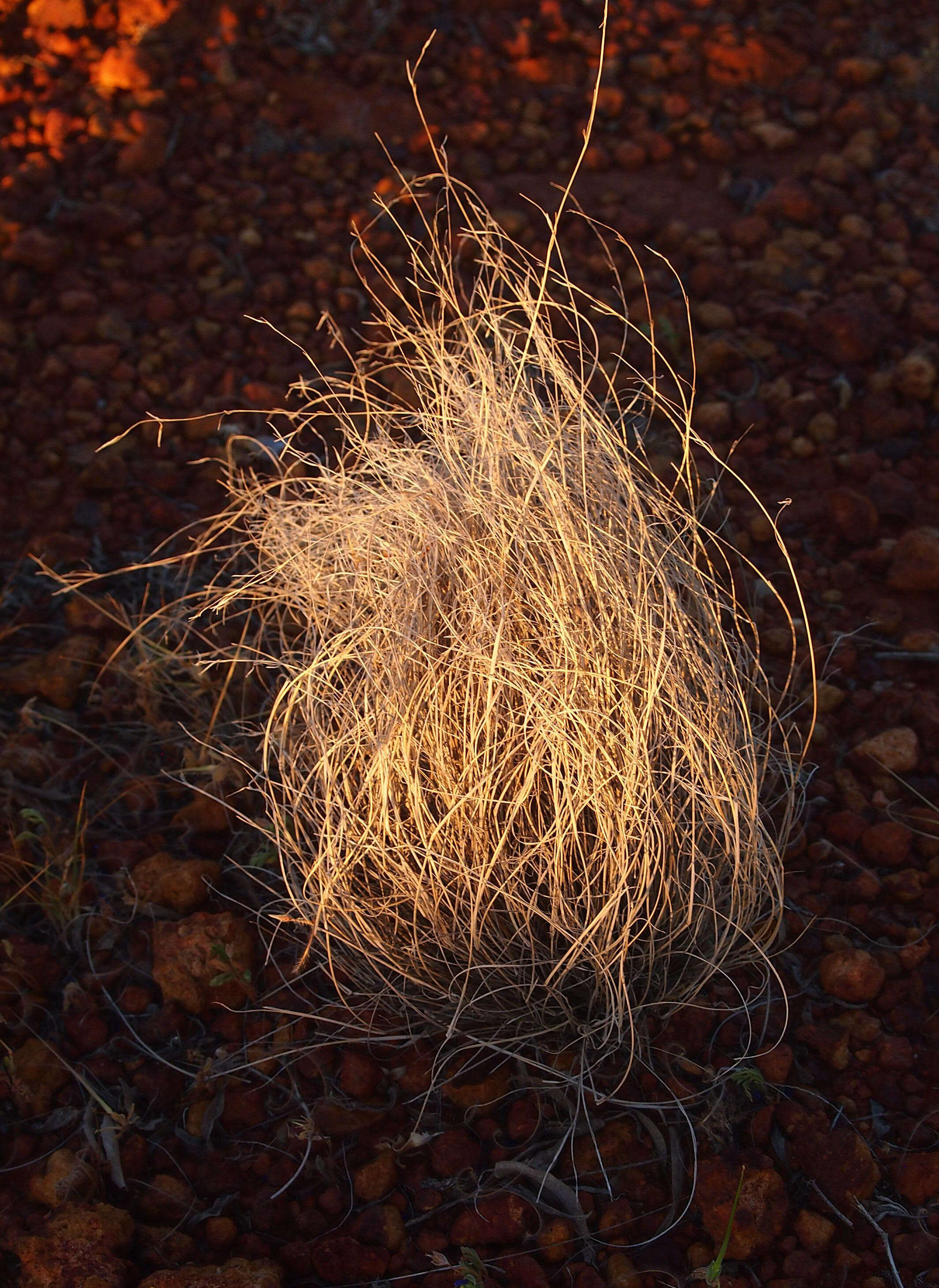 Image of bunch kerosene grass