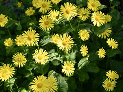 Imagem de Doronicum orientale Hoffm.