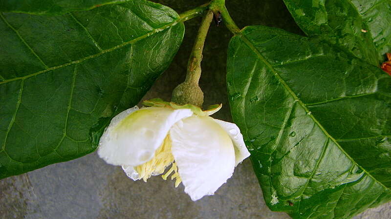 Image of Campomanesia ilhoensis J. R. Mattos