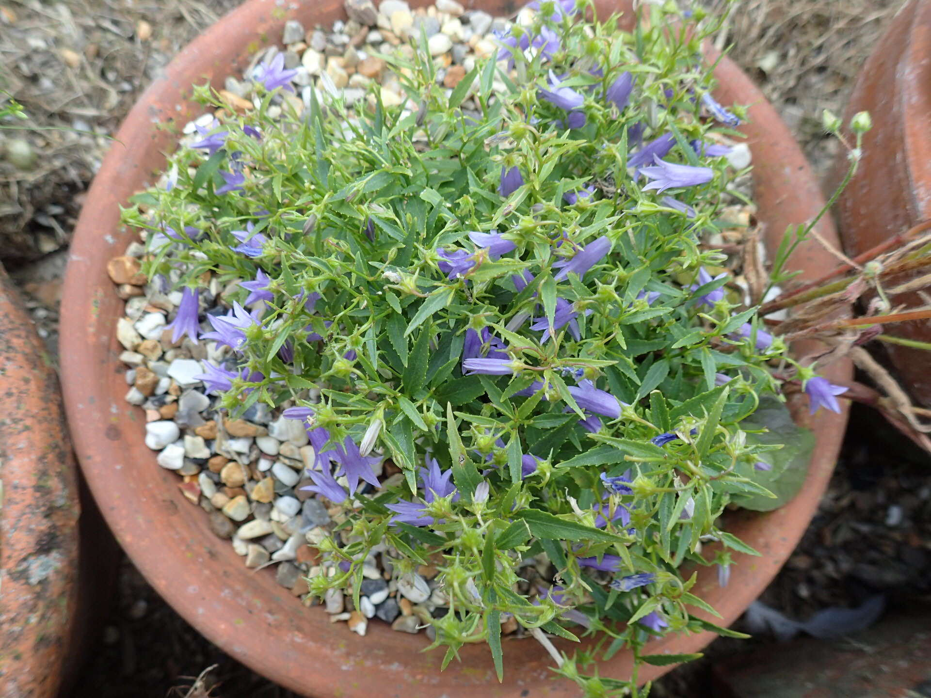 Campanula tommasiniana K. Koch resmi