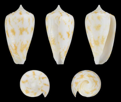 Image de Conus andamanensis E. A. Smith 1879