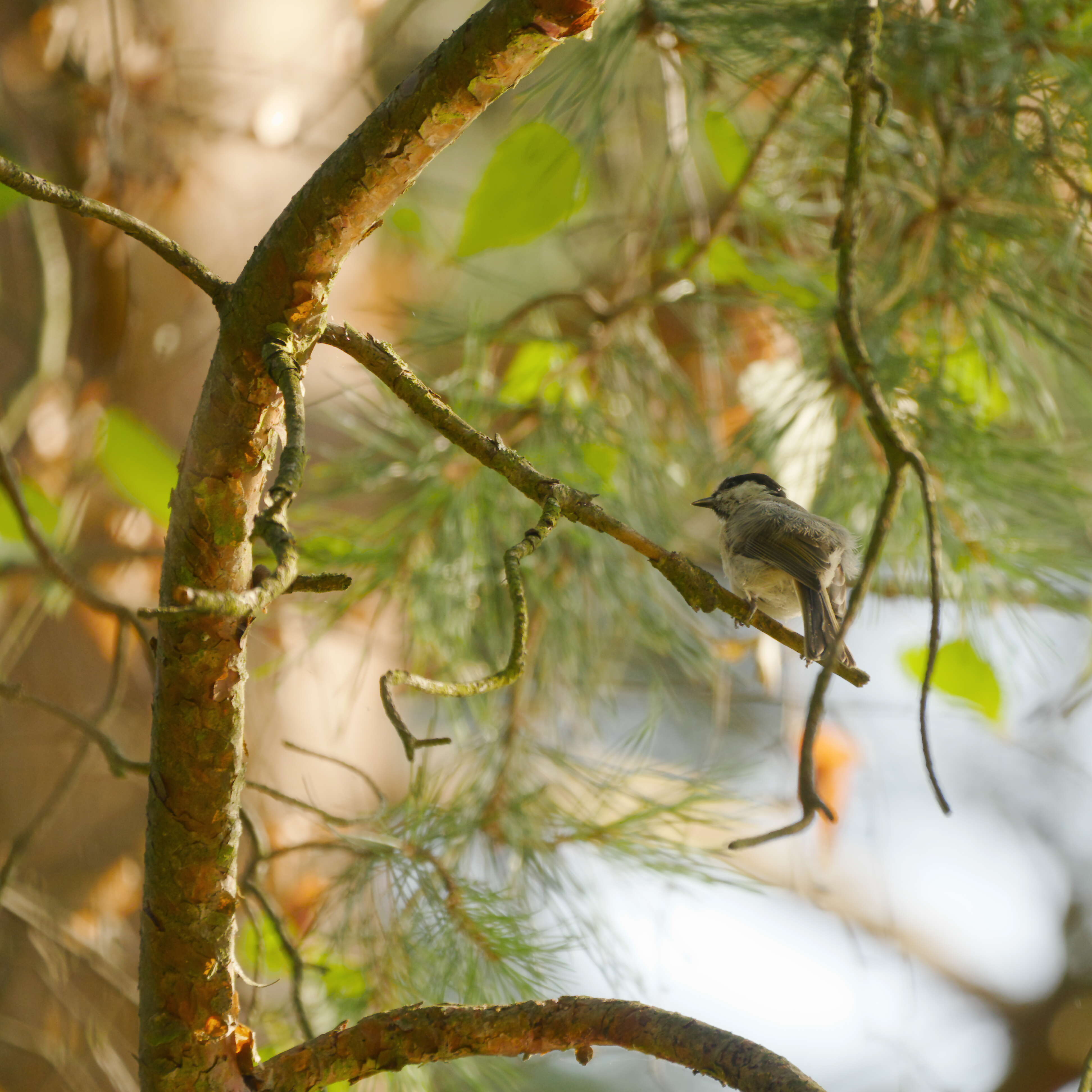 Image of Marsh Tit