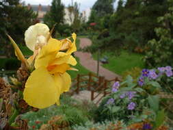 Image of canna lilies