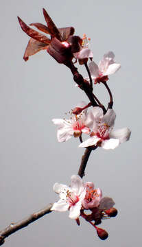 Image of Prunus sect. Prunus