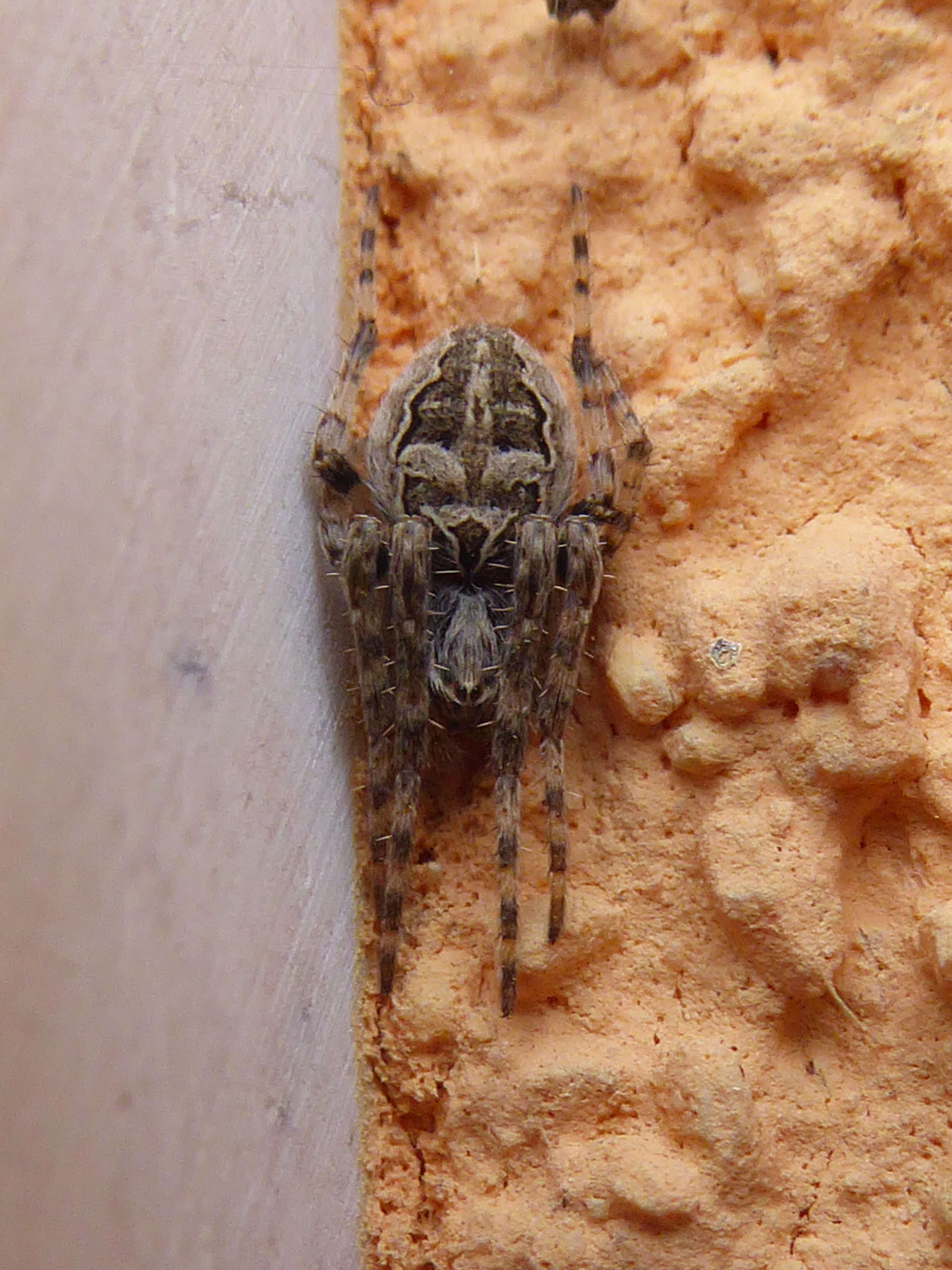 Image of Gray Cross Spider