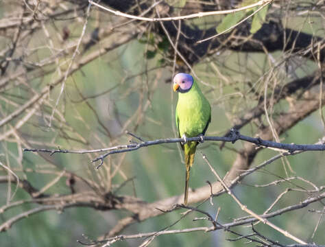 Image of Blossom-headed Parakeet