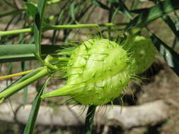 Image of Milkweed