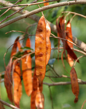 Image of tall albizia