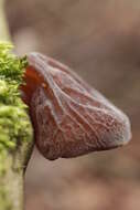 Image of ear fungus