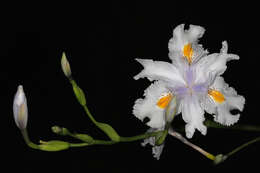 Sivun Iris japonica Thunb. kuva