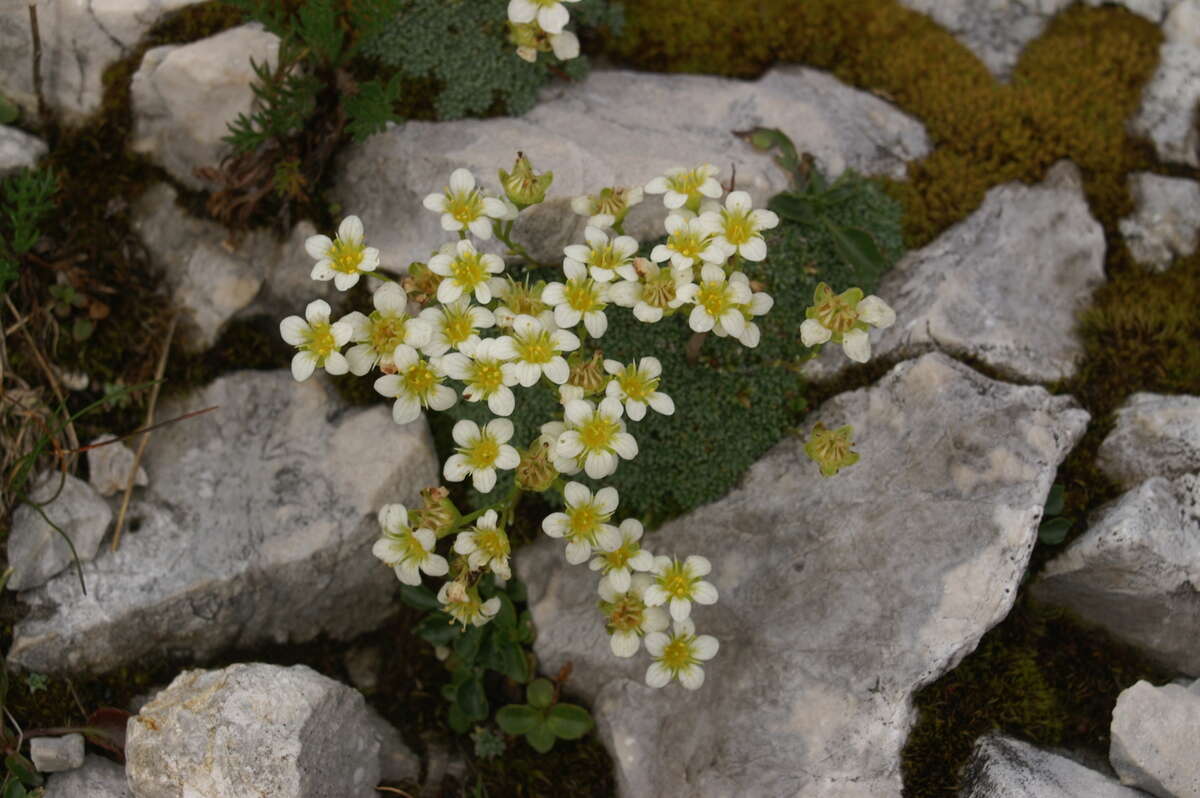 Sivun Saxifraga squarrosa Sieber kuva