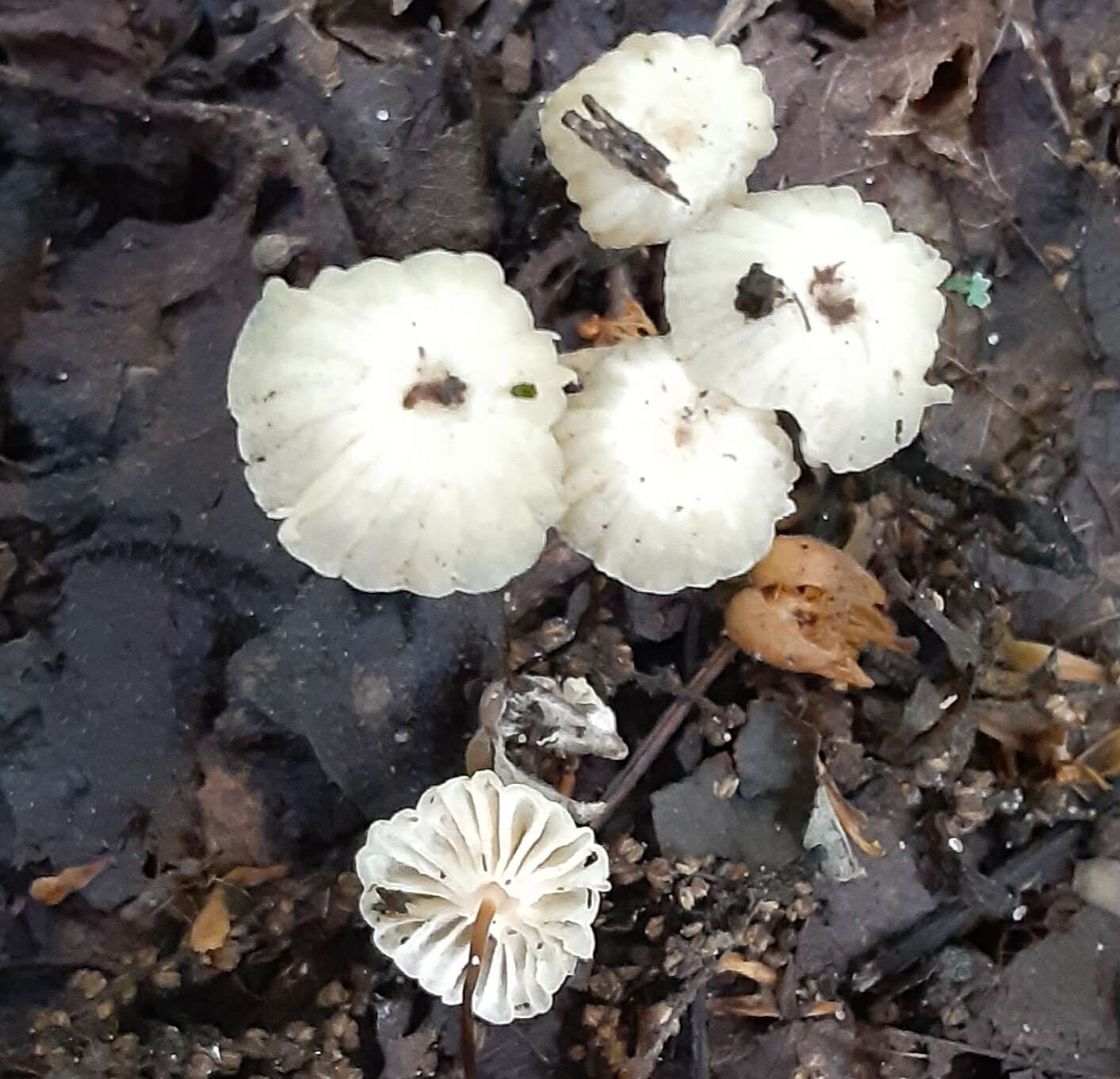 Image of Marasmius rotula (Scop.) Fr. 1838