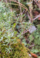 Imagem de Iberis sempervirens L.