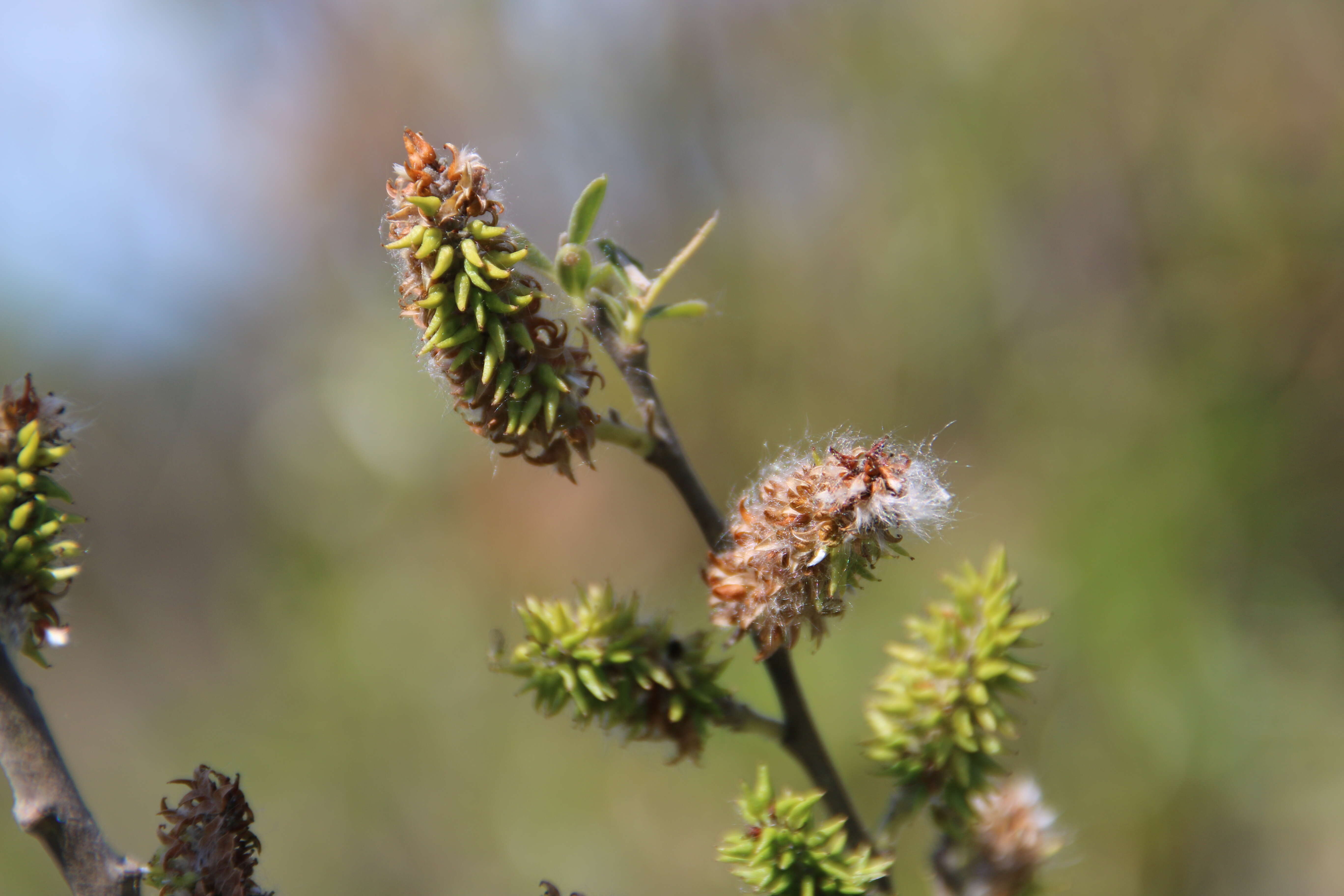 Image of Pacific willow