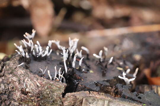 Image of Xylaria hypoxylon (L.) Grev. 1824