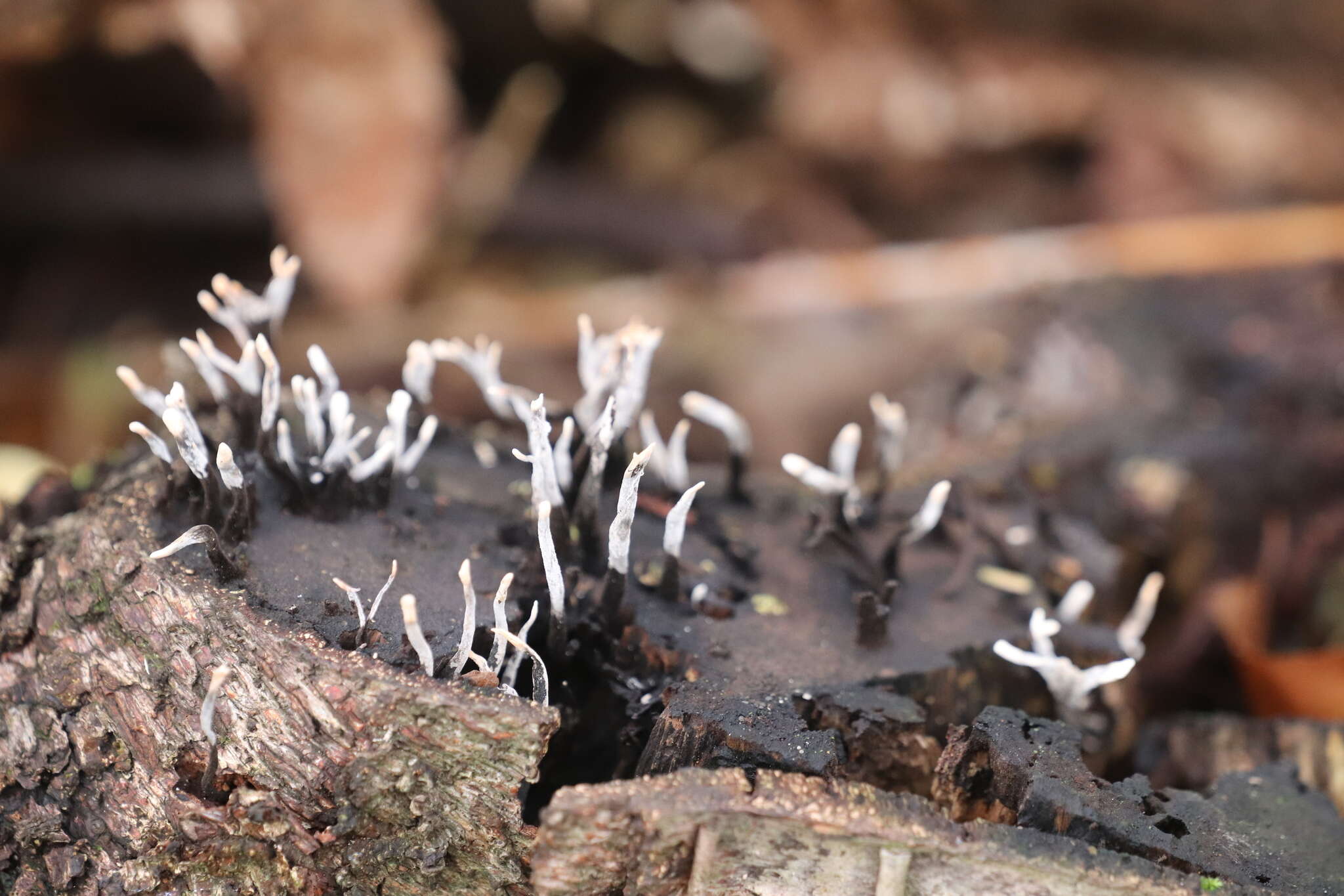 Image of Candle-snuff Fungus