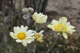 Слика од Senecio antofagastanus Cabrera