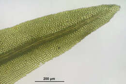 Image of dichodontium moss