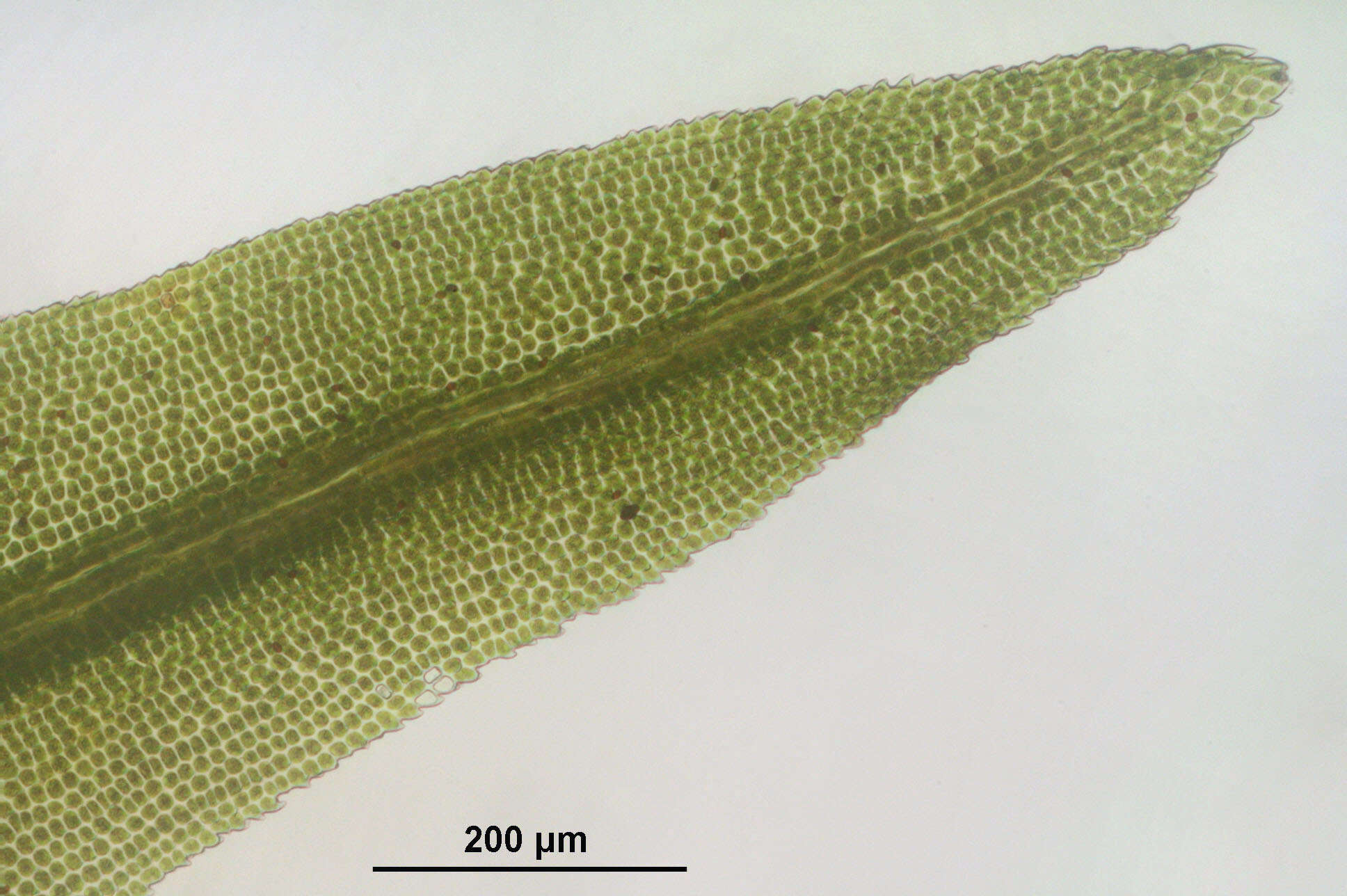 Image of dichodontium moss